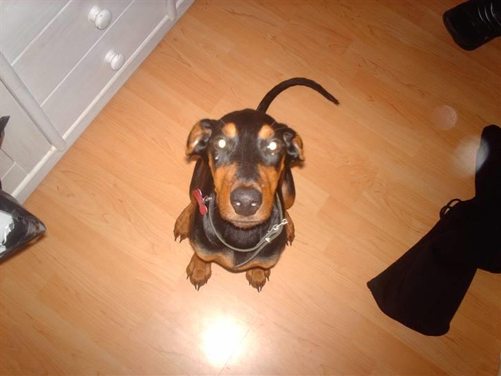 Dobermann Ana-bol - Den 1. september, lærte jeg at sitte...!!! billede 17