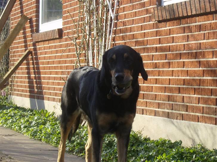 Hovawart molly billede 1