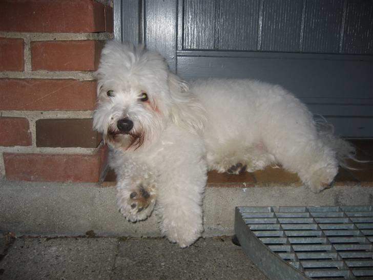Coton de tulear Marni Dalbox Coton Unique - Jeg elsker bare at ligge ude på trappen, og mærke vinden suse igennem pelsen billede 1