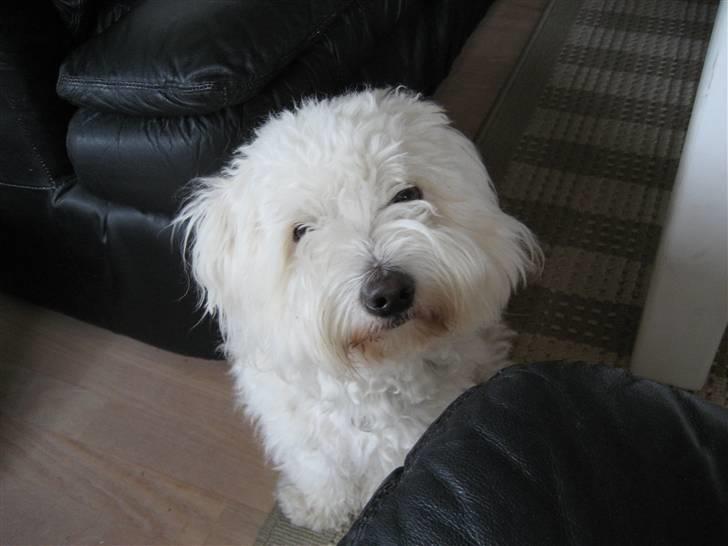 Coton de tulear Marni Dalbox Coton Unique - Billedet taler vidst for sig selv ;-D billede 2