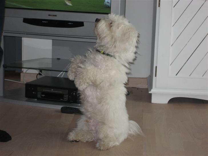 Coton de tulear Marni Dalbox Coton Unique - Se lige hvad jeg kan :-) billede 3