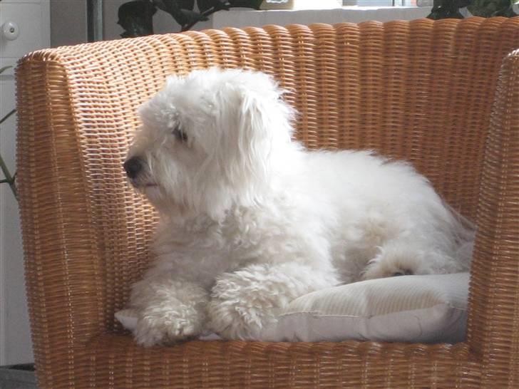 Coton de tulear Marni Dalbox Coton Unique - Så ligger jeg lige og ser lidt fjernsyn billede 4