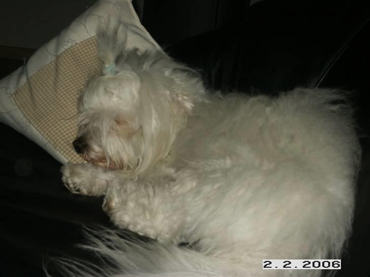 Coton de tulear Marni Dalbox Coton Unique - Hold da ferie hvor er jeg bare træt billede 5