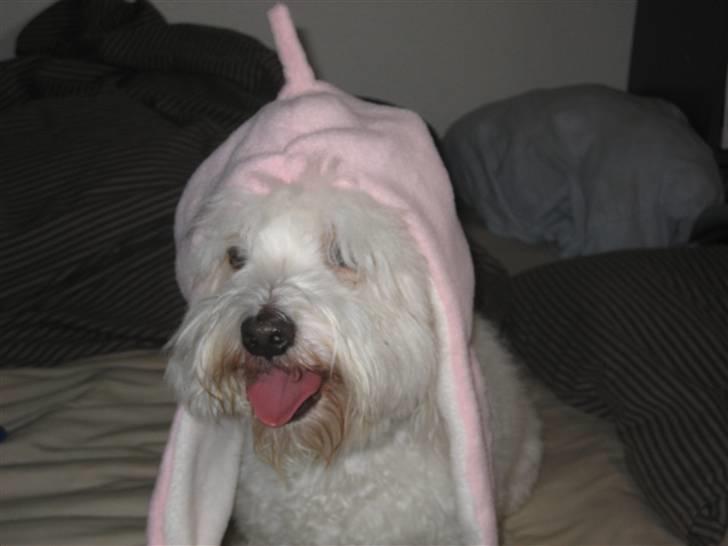 Coton de tulear Marni Dalbox Coton Unique - Vi leger med påklædningsdukker, :-D billede 7