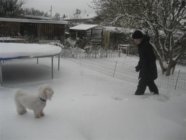 Coton de tulear Marni Dalbox Coton Unique - Wee. :D Jeg kan gå på isen. Kom nu Celina billede 8