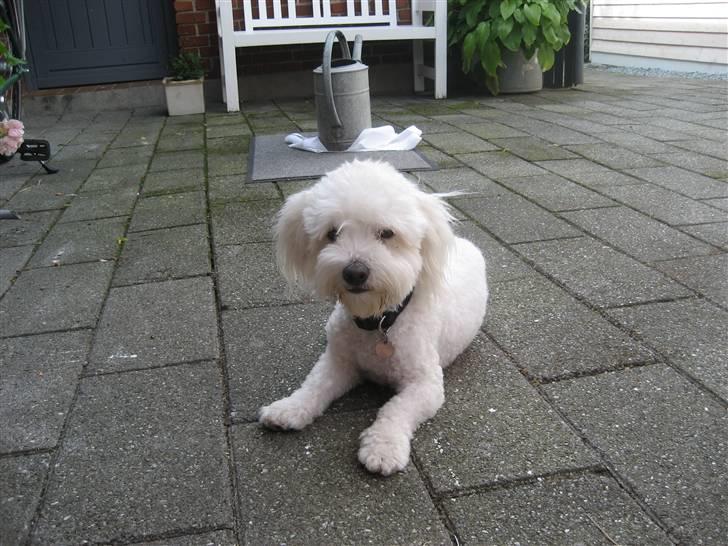 Coton de tulear Marni Dalbox Coton Unique - Jubii - Nyklippet. :-) billede 9