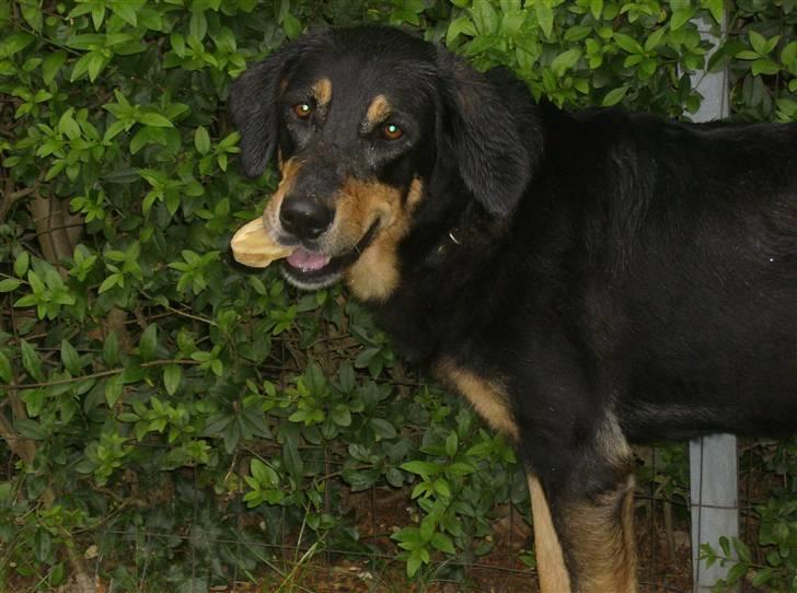 Hovawart molly billede 8