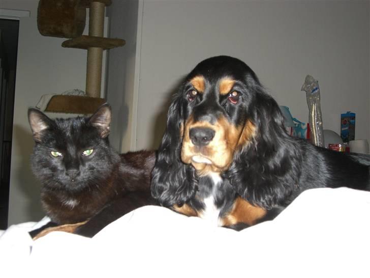 Cocker spaniel smilla billede 1