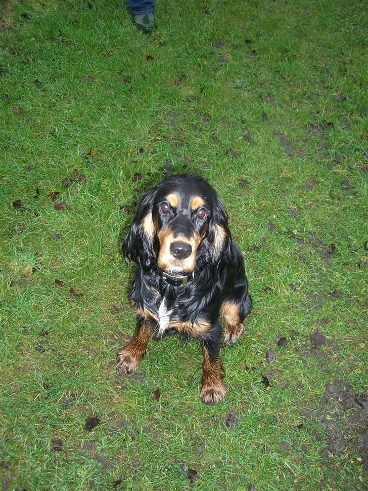 Cocker spaniel smilla billede 2