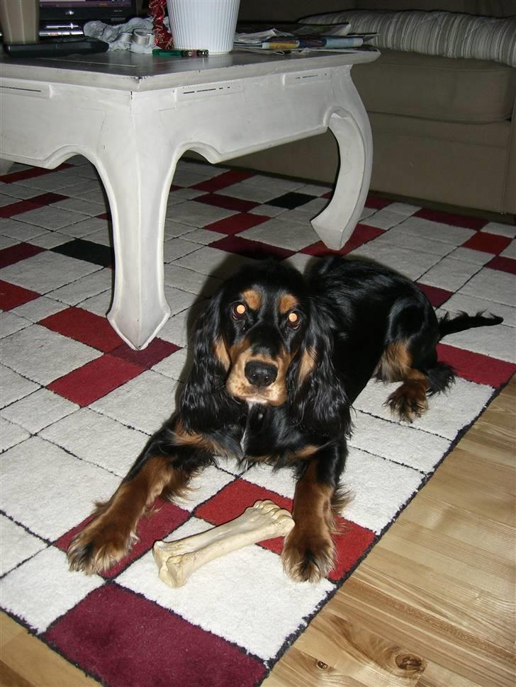 Cocker spaniel smilla billede 3