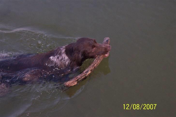 Kleiner münsterländer Luna - Elsker at hente pind i fjorden billede 1