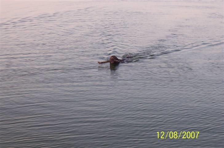 Kleiner münsterländer Luna - Svømmer rigtig hurtigt billede 2