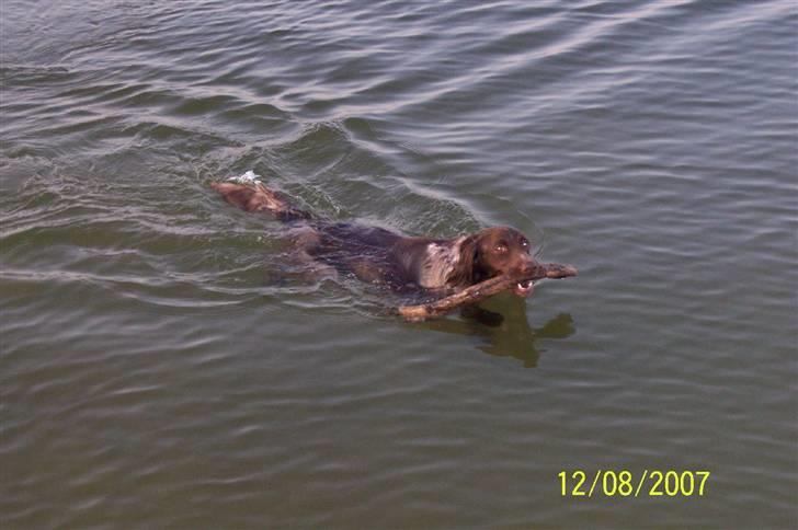 Kleiner münsterländer Luna - Kigger lige op på fotograf Karina billede 3