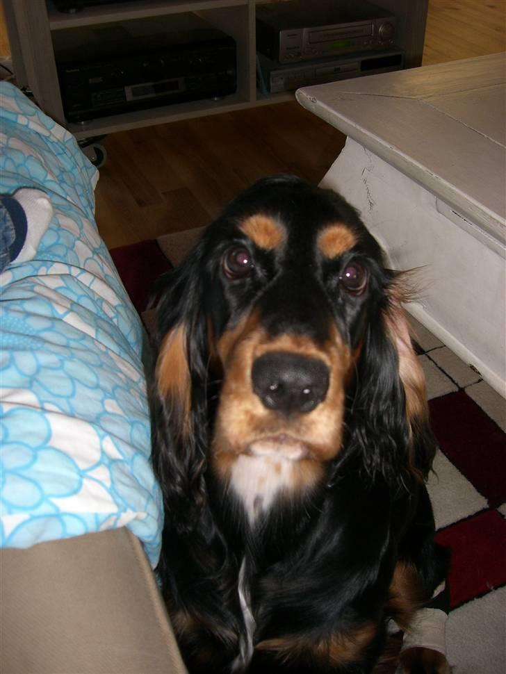 Cocker spaniel smilla billede 4