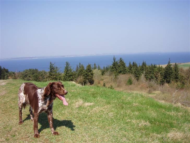 Kleiner münsterländer Luna - Puha, så er Salgerhøj besteget. Flot udsigt over Thisted bredning billede 4