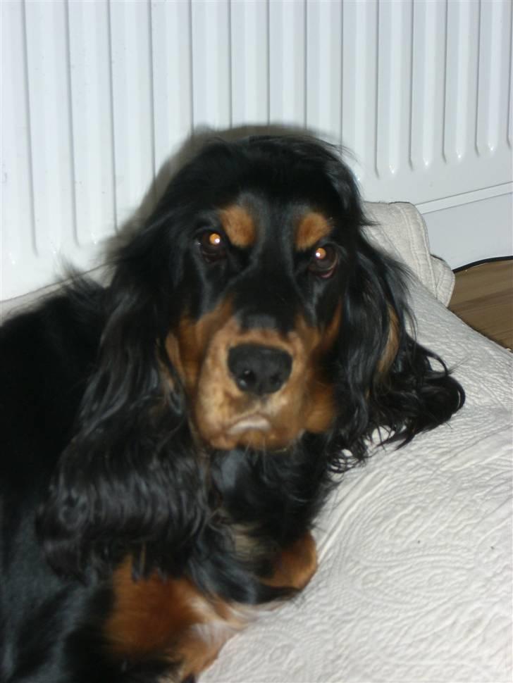 Cocker spaniel smilla billede 5