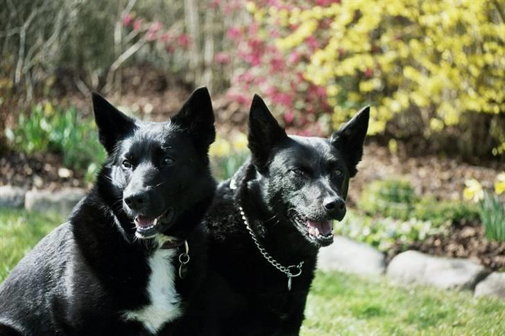 Sort spids Fiona - sammen med min nye bofælle " VIKI" billede 11