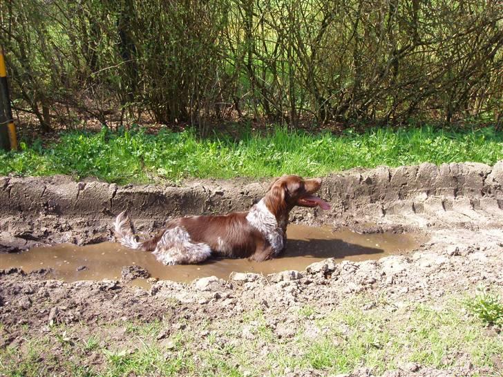 Kleiner münsterländer Luna - Uhmm, mudderbad skulle være så godt for pelsen. billede 5