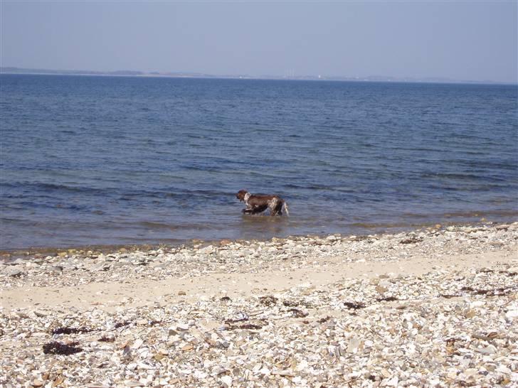 Kleiner münsterländer Luna - Må hellere lige vaske mig før turen i bilen hjem! billede 6