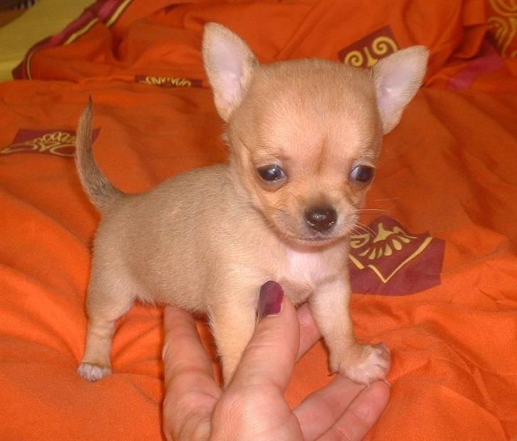 Chihuahua Grace Kelly of Sunray RIP billede 1