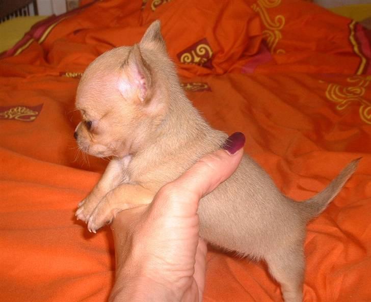 Chihuahua Grace Kelly of Sunray RIP billede 2