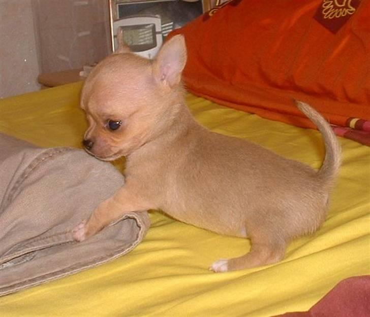 Chihuahua Grace Kelly of Sunray RIP billede 3