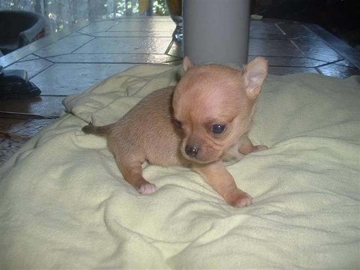 Chihuahua Grace Kelly of Sunray RIP billede 5