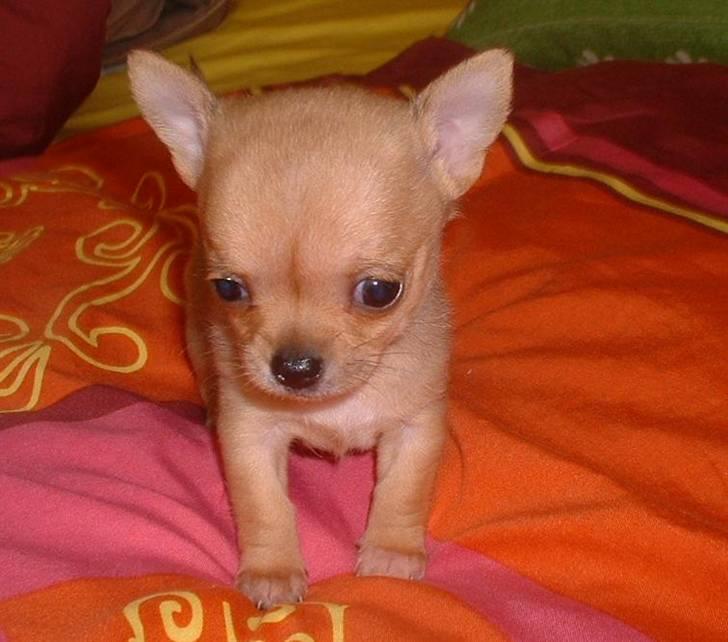 Chihuahua Grace Kelly of Sunray RIP billede 6