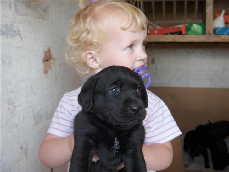 Labrador retriever Max - Matilde har her fanget Max billede 6