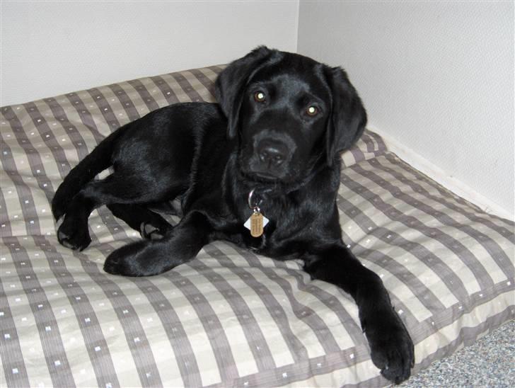 Labrador retriever Max - Max, 17 uger, på hans elskede pude billede 7