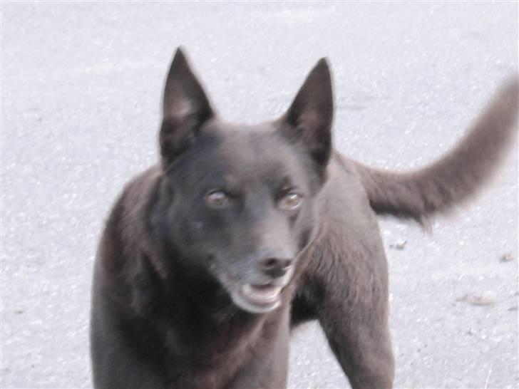 Australsk kelpie Dingo - Dingo billede 2