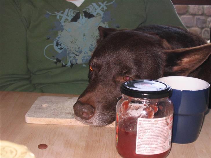 Australsk kelpie Dingo - Hmm... Man er vel en Kelpie, når der er mad i nærheden. billede 5