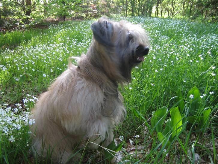 Pyrenæisk hyrdehund Bastian - Bastian nyder blomsterengen billede 1