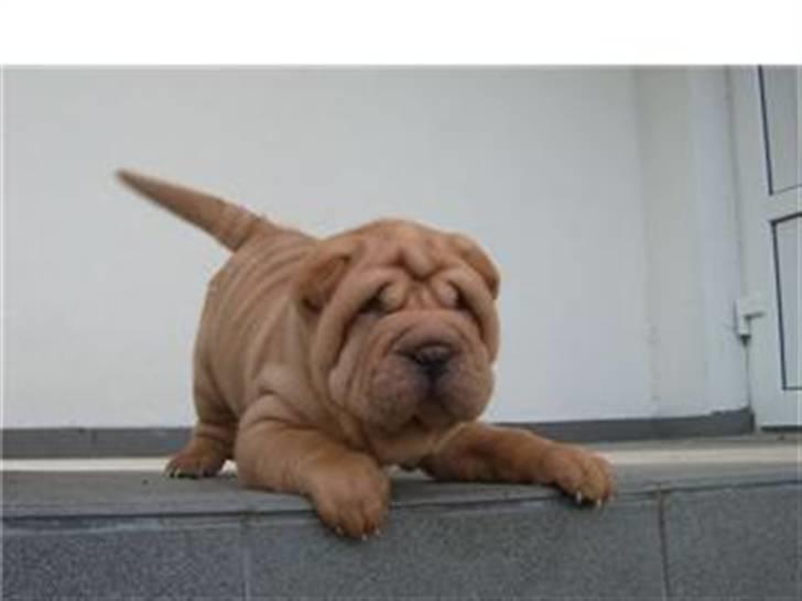 Shar pei Tulle - R.I.P.  billede 1