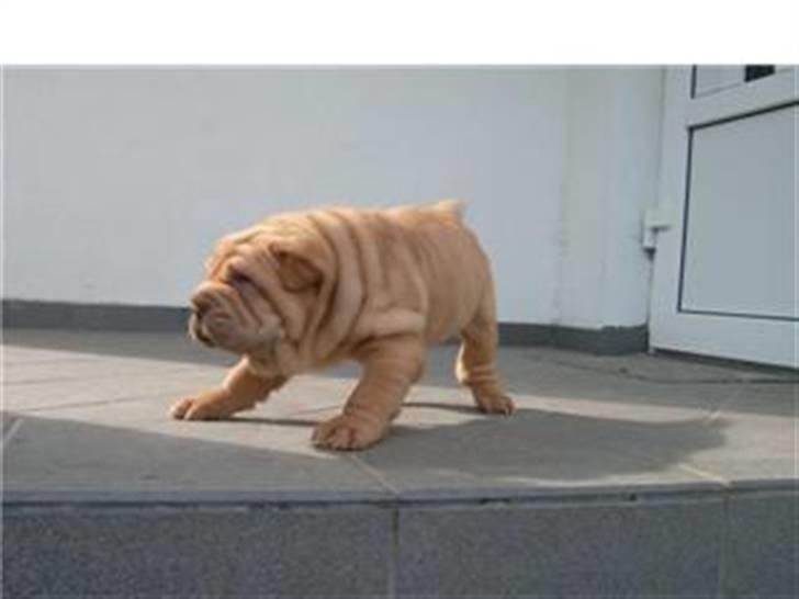 Shar pei Tulle - R.I.P.  billede 2