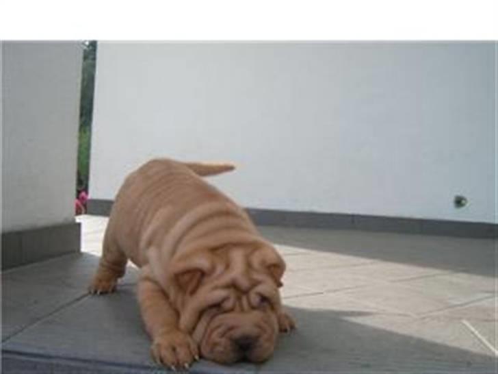 Shar pei Tulle - R.I.P.  billede 3