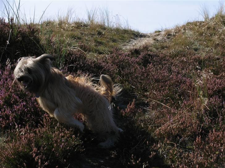 Pyrenæisk hyrdehund Bastian - I fuld firspring - sådan ses Bastian oftest billede 2