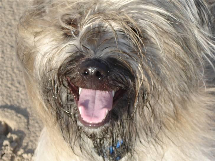 Pyrenæisk hyrdehund Bastian billede 3