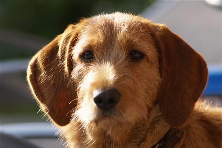 Basset fauve de bretagne Freya - Juhuuu jeg er blevet stor - 9 mdr. og er blevet fint ruhåret. billede 6