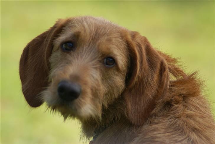 Basset fauve de bretagne Freya - øhh var det mig du kaldte på billede 7
