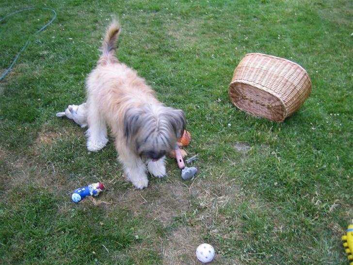 Pyrenæisk hyrdehund Bastian - Måske skulle jeg samle legetøjet op i kurven igen? billede 4