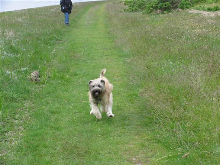 Pyrenæisk hyrdehund Bastian - Her kommer jeg! billede 5