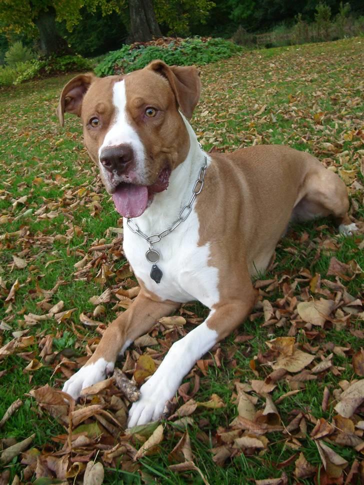 Blanding af racer Tyson - Evig glad. billede 1