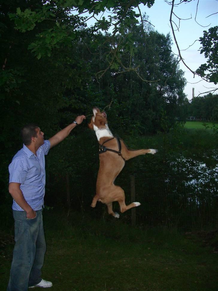 Blanding af racer Tyson - Altid frisk på en udfordring. billede 2