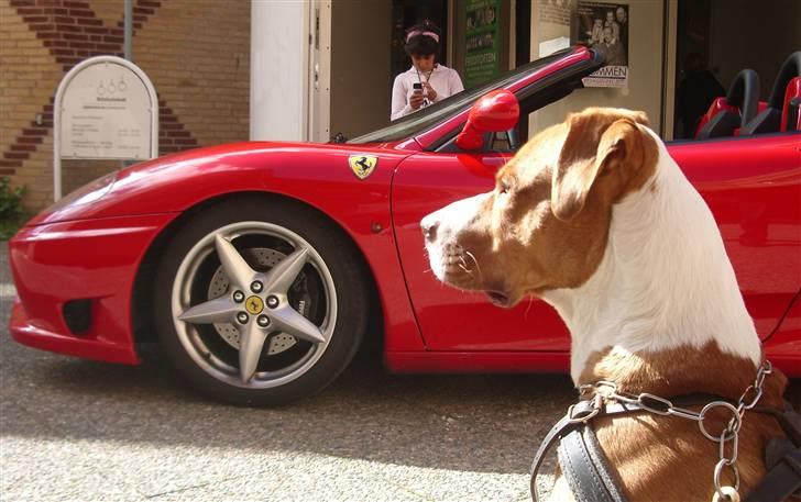 Blanding af racer Tyson - Lækker hund, lækker bil! billede 3