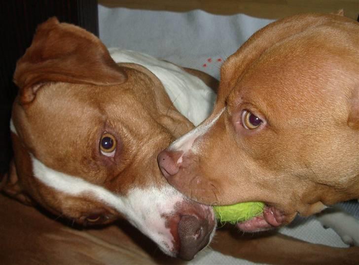 Blanding af racer Tyson - Hygge med min kæreste.  billede 4