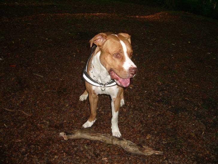 Blanding af racer Tyson - På en af de daglige skovture. billede 5