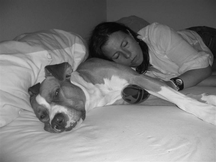 Blanding af racer Tyson - Min ejers veninde er på besøg og hun eeelsker mig. Hårdt at være hanhund ;-) billede 6