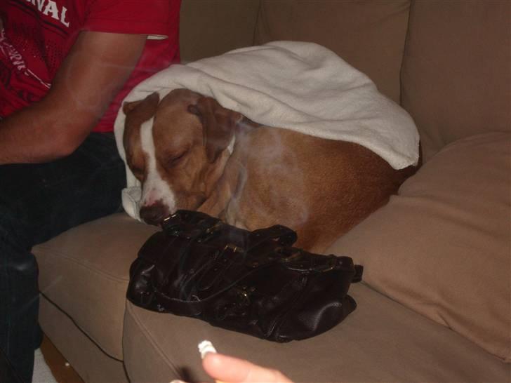 Blanding af racer Tyson - Min ejer blev 30 år og der var gæster. Dvs. meget nus til mig. Blev helt træt, men puttede godt på sofaen. billede 7