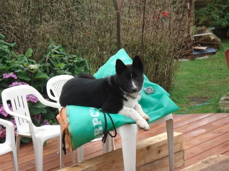 Karelsk bjørnehund Timber - Det er for koldt at ligge på jorden billede 13